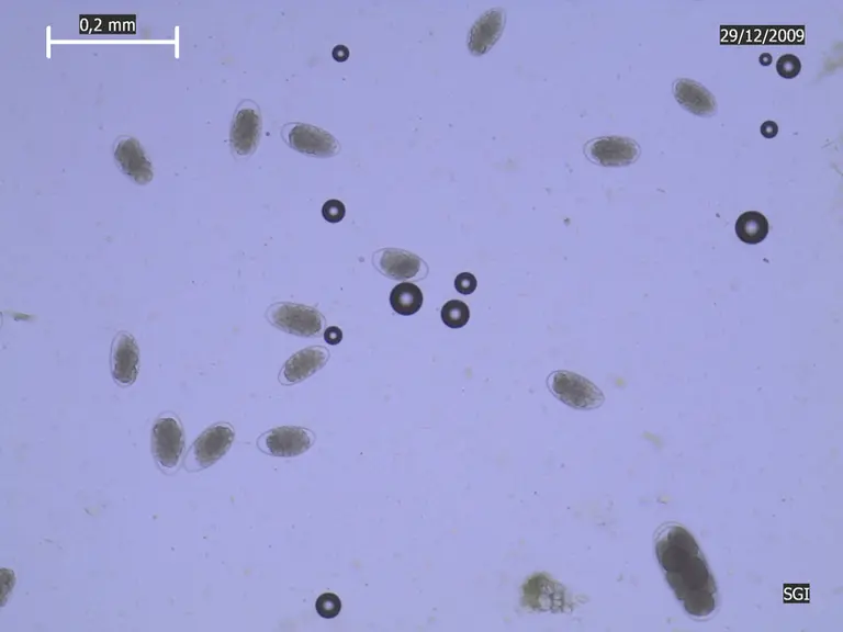 Les analyses coprologiques classiques ne permettent pas de différencier les œufs des principaux strongles gastro-intestinaux, sauf ceux de Nematodirus