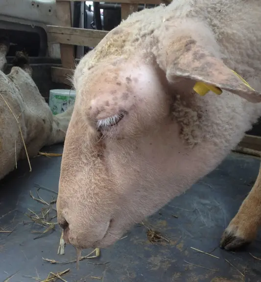 2 - Œdème de l’auge sur la tête. © P. Autef