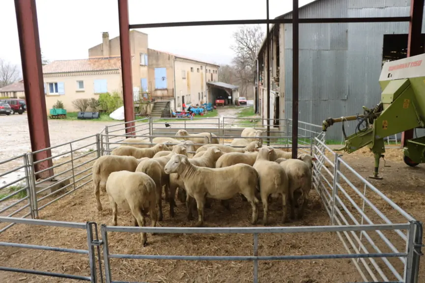 Il vaut mieux séparer les jeunes béliers des plus vieux avant la lutte pour respecter une quarantaine, pour éviter une concurrence à l'auge et leur as