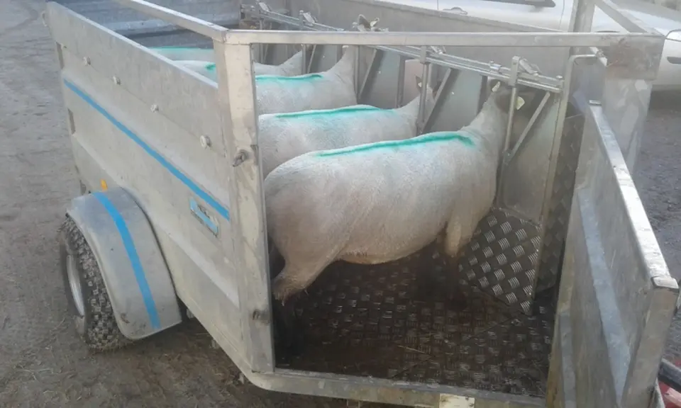Les agneaux nouveau-nés sont placés au niveau de la tête des mères. © G. Goodfellow