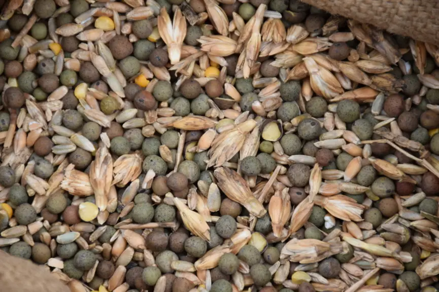 Ce méteil contient 48 % de pois, 18 % d’épeautre, 18 % de seigle et 14 % d’épeautre. Il présente une bonne valeur alimentaire avec 14,7 % de MAT, 0,99