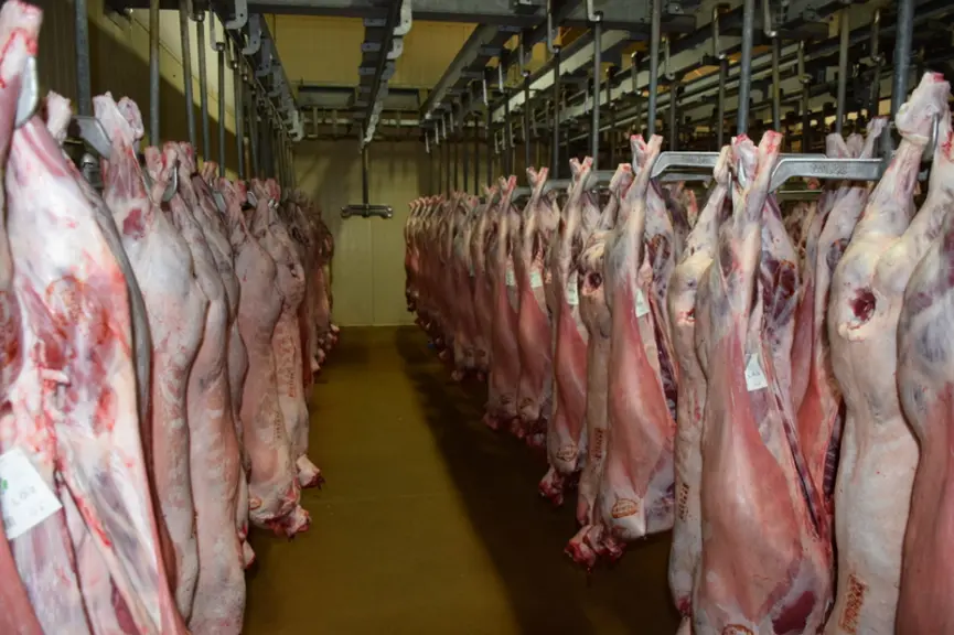 La majorité des carcasses d’agneaux sont en R-3 issues souvent de mère Lacaune viande, sinon Blanche du Massif central ou Noir du Velay, et de père Ro