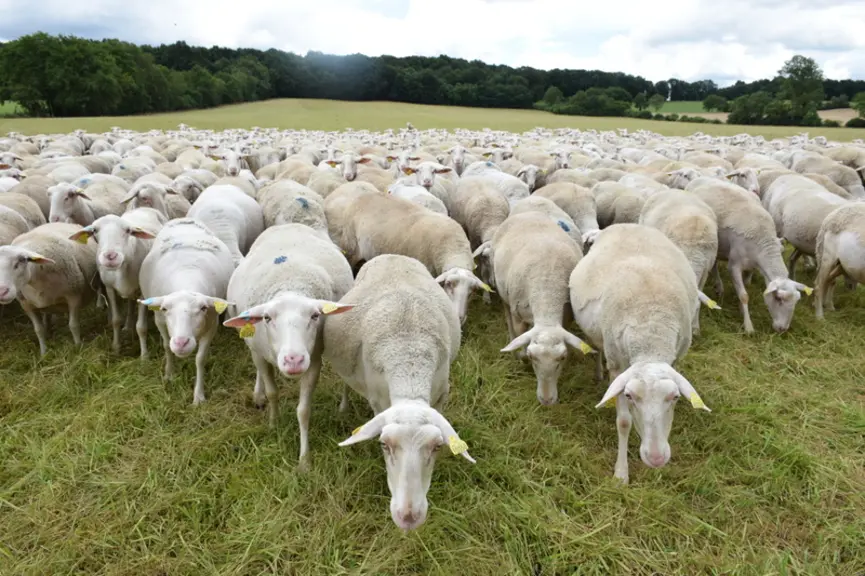 Les brebis Blanches du Massif Central produisent environ 2 000 agneaux par an qui sont valorisés en agneaux fermiers des Pays d’Oc label rouge et en a