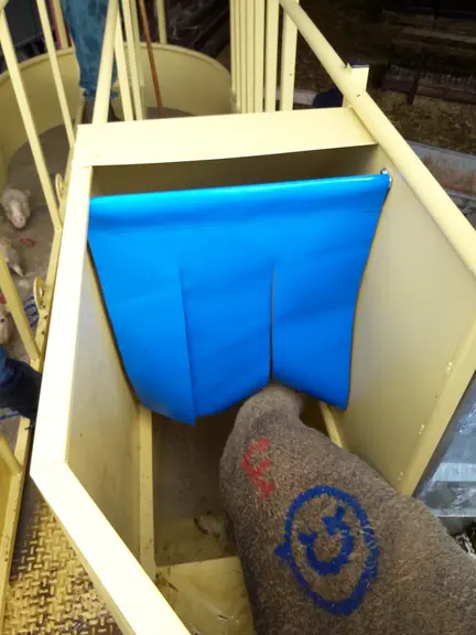 [A mettre avec 2B] Les moutons glissent le long d’un toboggan et plongent dans la solution de traitement. © Agneau soleil