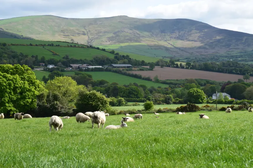 L'Irlande peut compter sur la douceur et l'humidité de son climat pour élever ses animaux à l'herbe. © D. Hardy