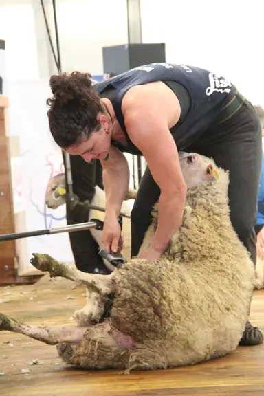 En enlevant la laine, les tondeurs participent aux bien-être des animaux. © Phoebus Communication