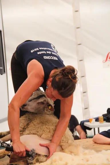 En enlevant la laine, les tondeurs participent aux bien-être des animaux. © Phoebus Communication