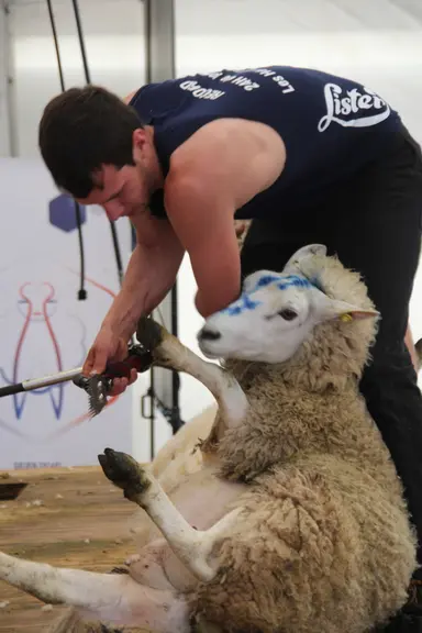 En enlevant la laine, les tondeurs participent aux bien-être des animaux. © Phoebus Communication