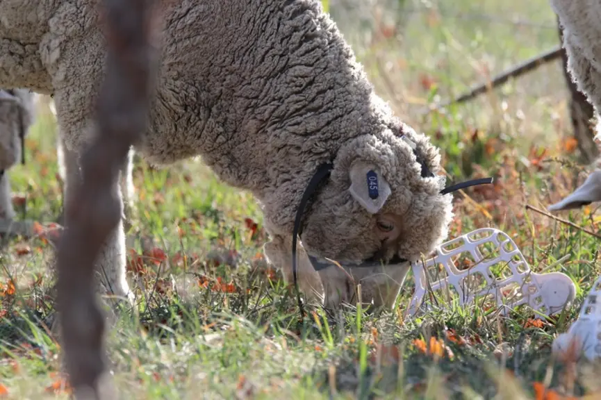 [Mettre les deux photos] Avec ces muselières, le mouton ne mange pas les feuilles de vignes mais il ressemble à Hannibal Lecter dans Le silence des ag