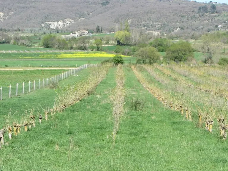 A la ferme du Pradel en Ardèche, des mûriers plantés dans la prairie ont été taillé en trogne pour laisser la repousse foliaire accessible aux animaux