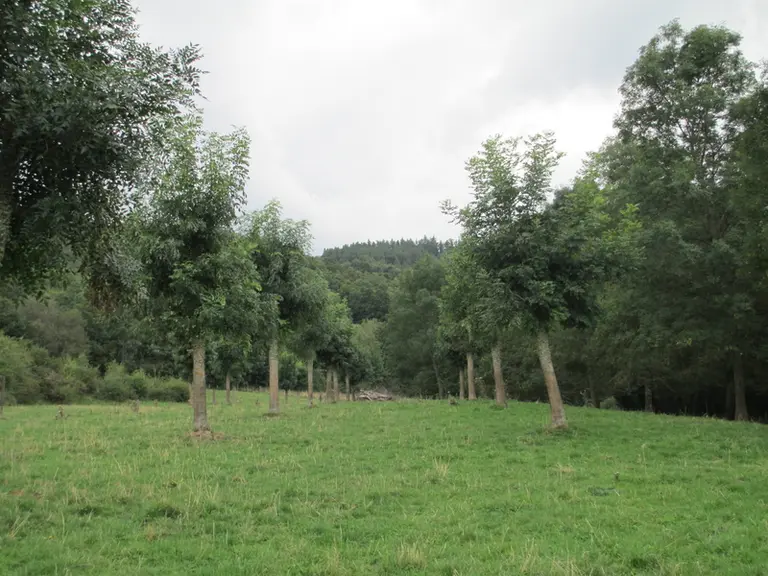 Ces frênes ont été coupés en têtard sur le site Inra de Theix,