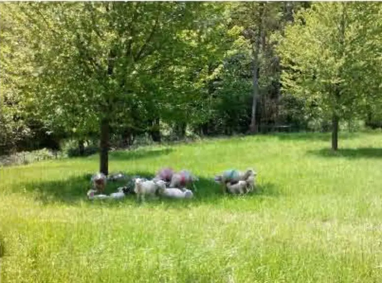 [On devrait bientôt m'envoyer la photo en HD] Ces arbres plantés en 1989 sur le site Inra de Lamartine dans le Puy-de-Dôme à une densité de 60 arbres