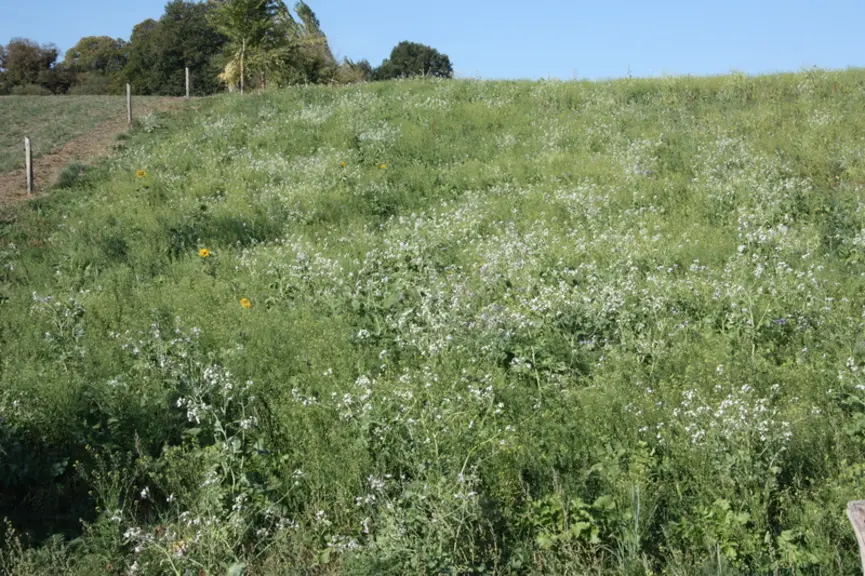 Ce couvert végétal de radis, phacélie, cameline et tournesol, semé fin juillet après un blé, sera bientôt pâturé par les brebis. © E. Durand