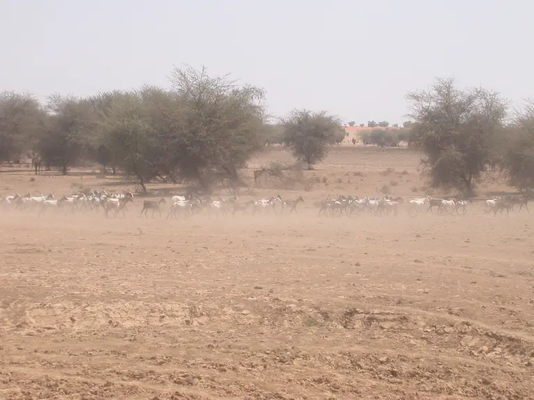 En incorporant des feuilles d'acacia séchées, l'éleveur pourrait réduire de 50 % les émissions de méthane de ses brebis. © D. Hardy