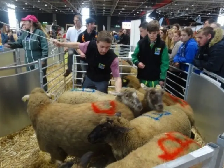Les élèves en formation agricole de la région Grand Est ont manipulé les brebis lors d'une mini-ovinpiade.  © CA 57