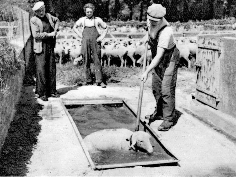 [Mettre 2 photos d'hier avec avec deux d'aujourd'hui en parallèle ] Le parcours de la visite de la bergerie nationale était jalonné par des panneaux,