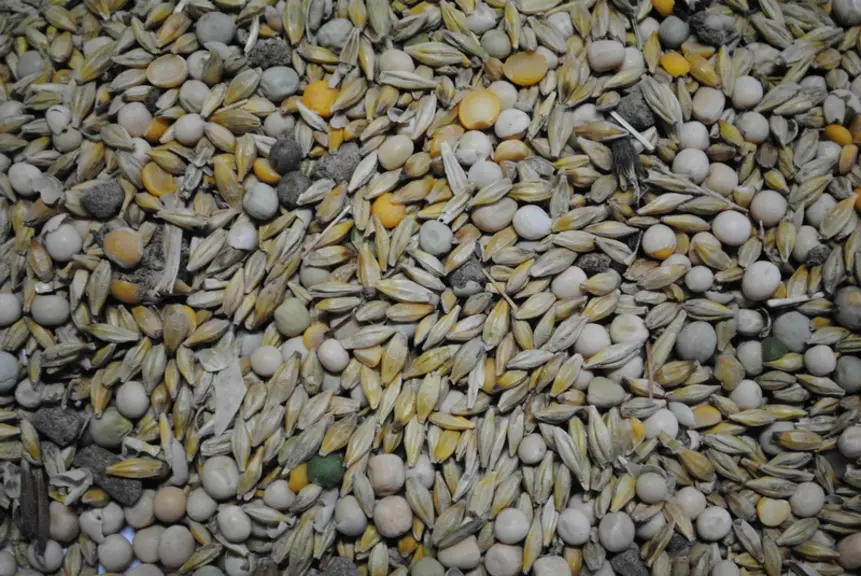 Les matières premières sont distribuées entières afin de limiter les acidoses et les défauts de qualités du gras. © Ciirpo
