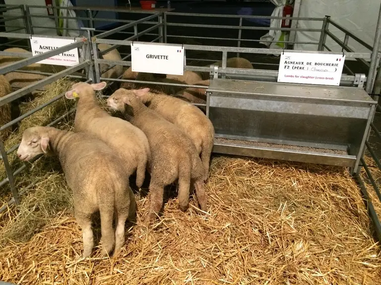 [zoom sur les animaux] La race Grivette se désaisonne et présente de très bonnes qualités maternelles.  © F. Tahon