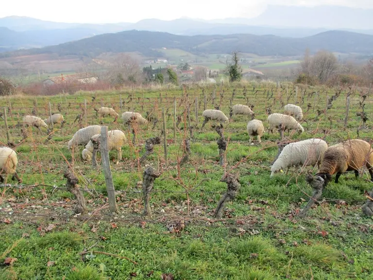 L'éleveur expérimente, avec succès, le pâturage des vignes en hiver. © N. Peccoz