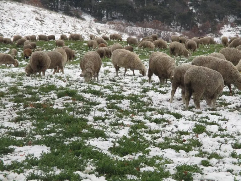 Le troupeau est conduit à l’extérieur la majeure partie de l’année. En Drôme, les animaux profitent de ressources parfois rustiques, mais aussi de lég