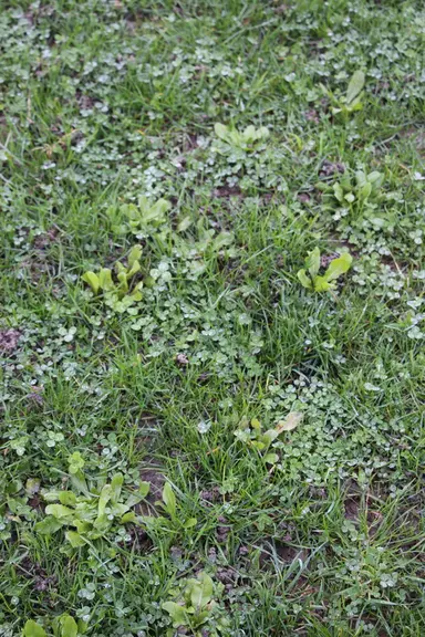 La prairies temporaires sont diversifiées et riches en légumineuses. «Plus il y a de diversité dans une prairie, plus celle-ci est bénéfique pour la s