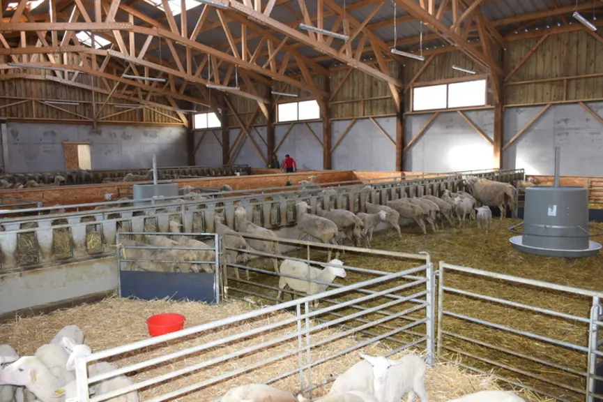 Dans la vaste bergerie dotée de deux tapis d’alimentation, chaque brebis dispose de 2 m² d’aire paillée. © D. Hardy