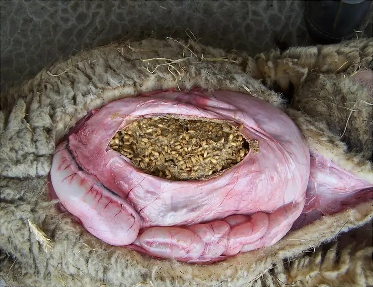 16 - CONTENU RUMINAL LORS D'ACIDOSE AVEC EXCES DE CEREALES © P. Autef