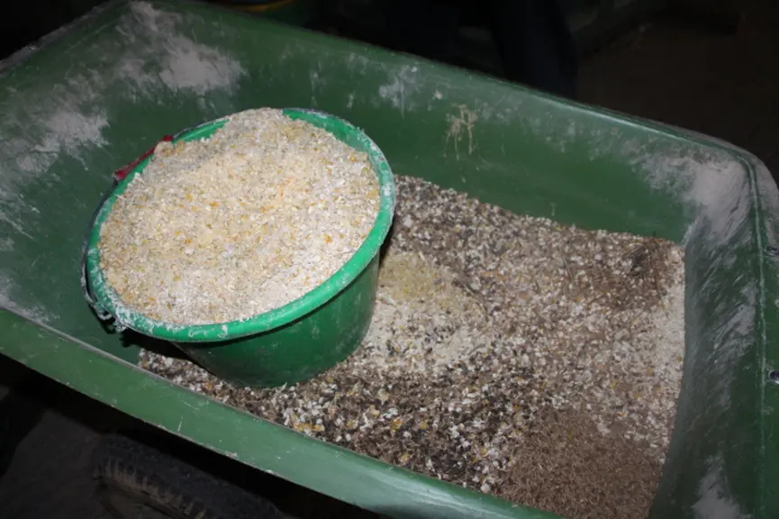 Le triticale et le maïs humide sont distribués en mélange à 50-50. © V. Bargain