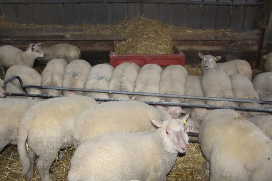 Près de 75% du concentré distribué aux agneaux est un mélange fermier produit sur l’exploitation. © V. Bargain