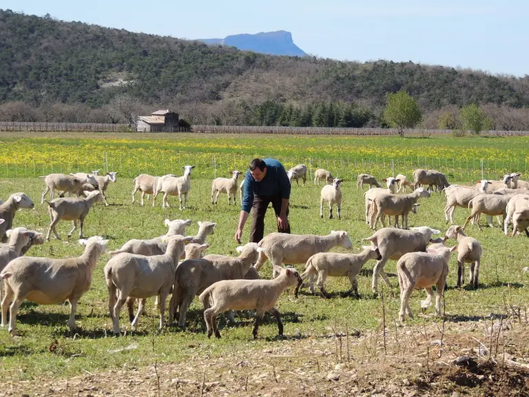 L'observation du troupeau est devenue une part importante du travail de l'éleveur, lui permettant de repérer les animaux malades ou boiteux. © I. Heer
