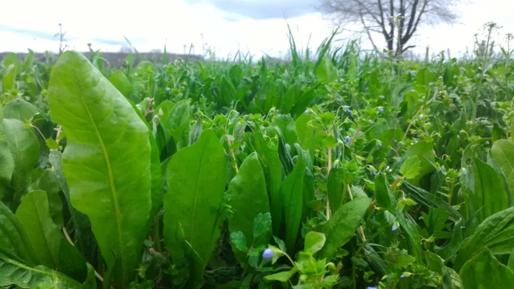 Cchicorée, plantain et lotier, les trois plantes à tannins testées. © Ciirpo