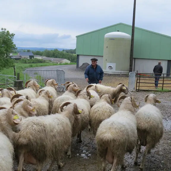 De retour à la bergerie, les brebis vont donner leur lait qui servira à fabriquer le fromage ossau-iraty. © A. Dazet