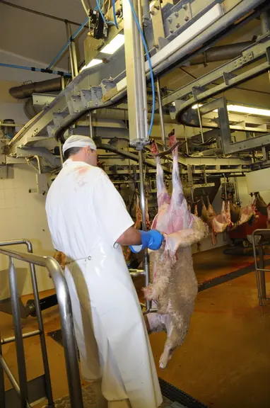 Les abattoirs sont soumis à de nombreuses réglementations et des dérogations conduiraient à des distorsions de concurrence. © L. Geoffroy