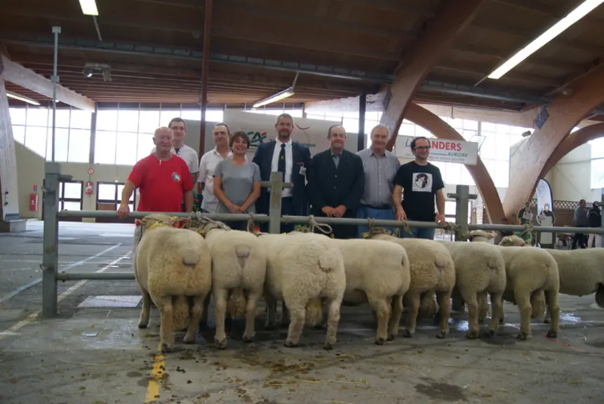 La race Southdown a connu son premier concours depuis la dernière édition qui remonte aux années quatre-vingt. © J.-M. Bidoire