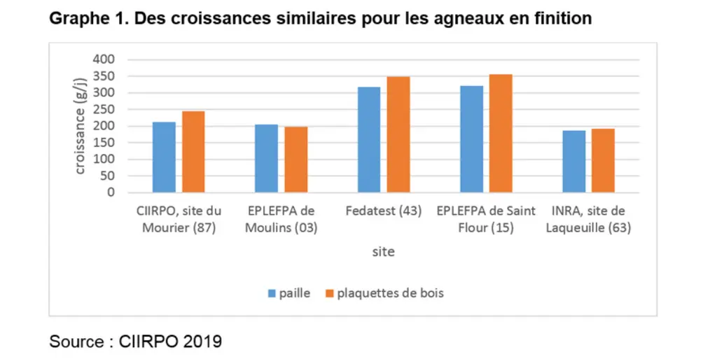 Des croissances similaires pour les agneaux en finition. © Ciirpo 2019