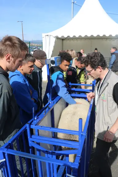 Près de 150 jeunes issus de 11 établissements d’enseignement agricole ont participé aux Ovinpiades de découverte. © B. Morel