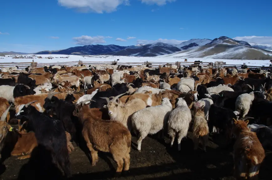Le troupeau d'un millier de têtes est convoyé à cheval. © M. Gontier