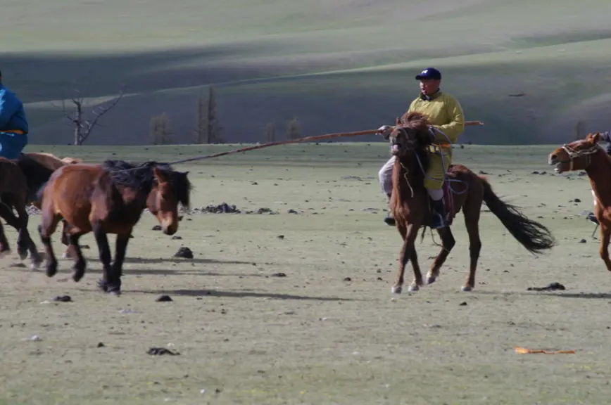 Le troupeau d'un millier de têtes est convoyé à cheval. © M. Gontier