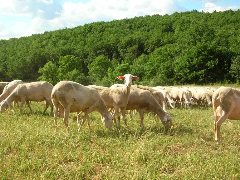 Le rationnement des brebis laitières répond à un équilibre entre besoins et capacité d’ingestion. L’alimentation par lot impose de choisir un animal c