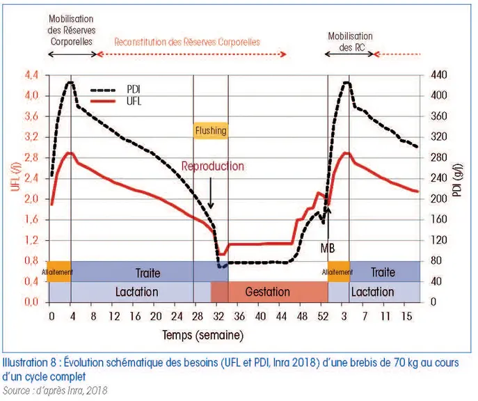Évolution schématique des besoins (UFL et PDI, Inra 2018) d’une brebis de 70 kg au cours d’un cycle completLes besoins évoluent au cours des stades ph