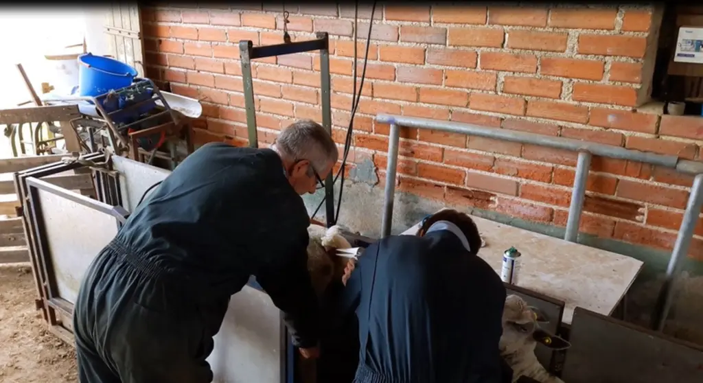 Les brebis sont rapidement prêtes et il suffit d’une quarantaine de secondes pour en inséminer une. © Tech-ovin