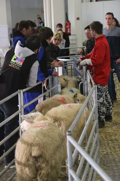 Les épreuves des Ovinpiades ont attiré du monde dans le hall ovin. © B. Morel