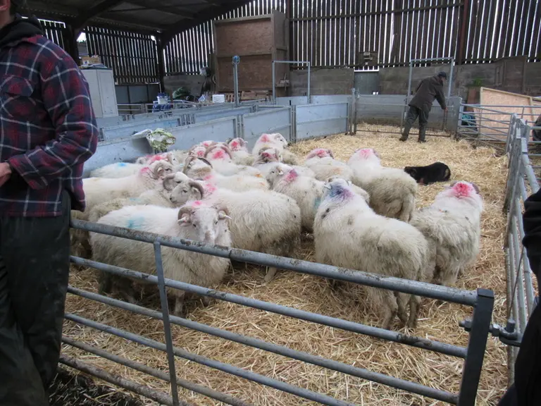 La famille Williams sélectionne des brebis « welsh mountains » en relevant, depuis 1995, un certain nombre de critères afin de produire une brebis ada