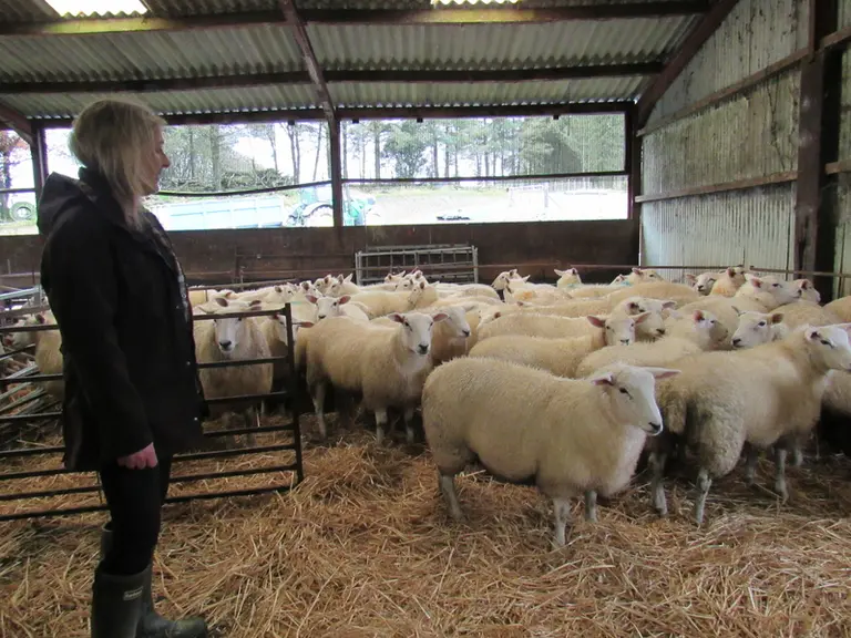 La Lleyn Sheep est une race de brebis galloise qui a connu un fort déclin après la seconde guerre mondiale (500 individus en 1960). Quelques éleveurs
