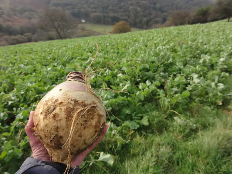 Les rutababas sont pâturées au fil par les brebis gestantes gémellaires jusqu’à l’agnelage. © C. Bernard
