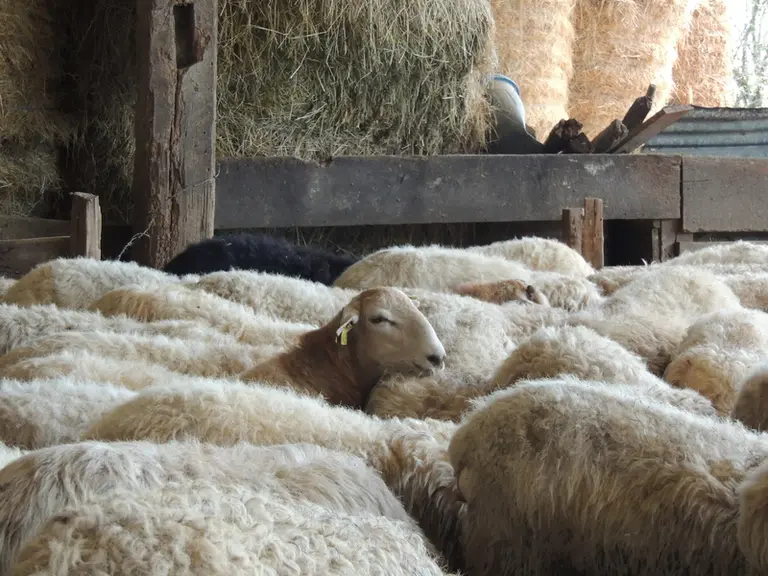 Les brebis laitières du Gaec Etcheberria ont une prolificité moyenne de 1,8 et une production moyenne de 290L de lait sur les 200 jours de traite. © I