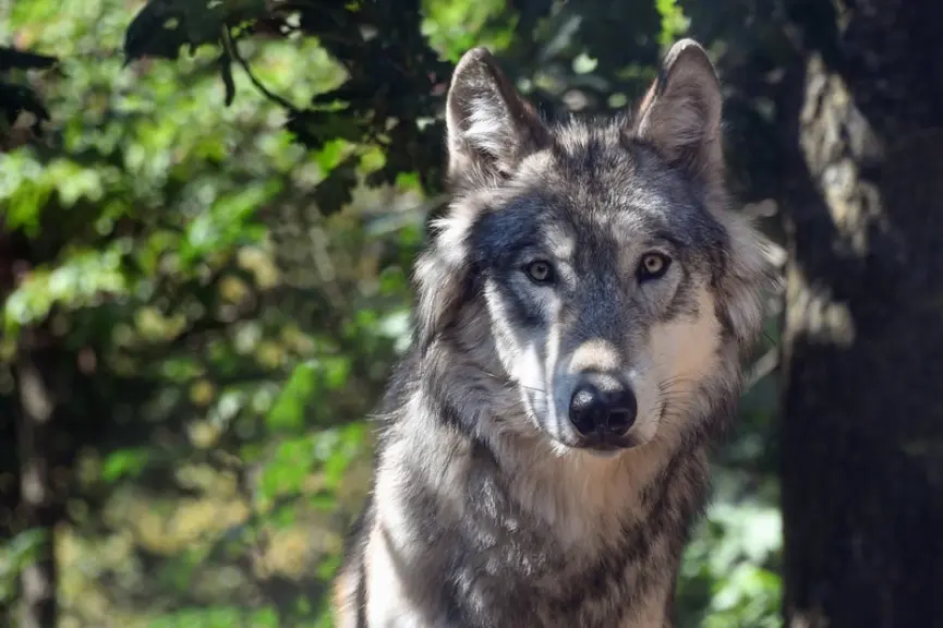 La population de loups en France échappe aux méthodes actuelles de comptage du fait de la colonisation très active du territoire. © Christels