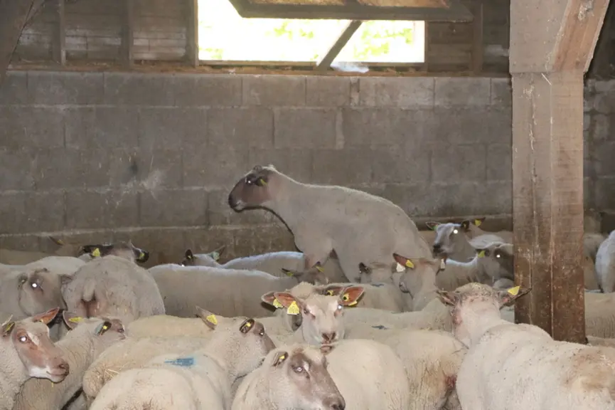 La monte naturelle est plébiscitée par une majorité d'éleveurs, mais il ne faut pas oublier que sans schéma de sélection, les béliers ne seraient pas