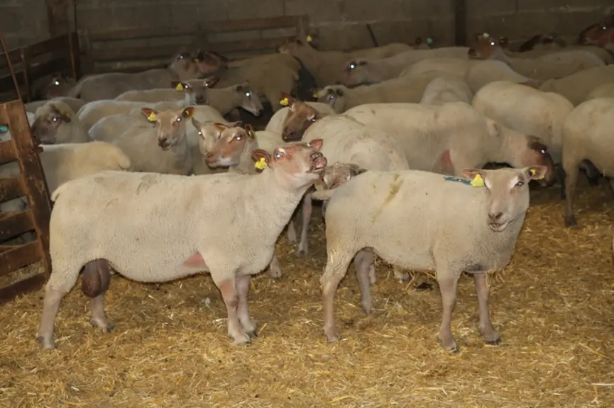 L'effet bélier, connu des éleveurs, manque néanmoins de données biochimiques pour comprendre les interactions entre mâle et femelle. © B. Morel
