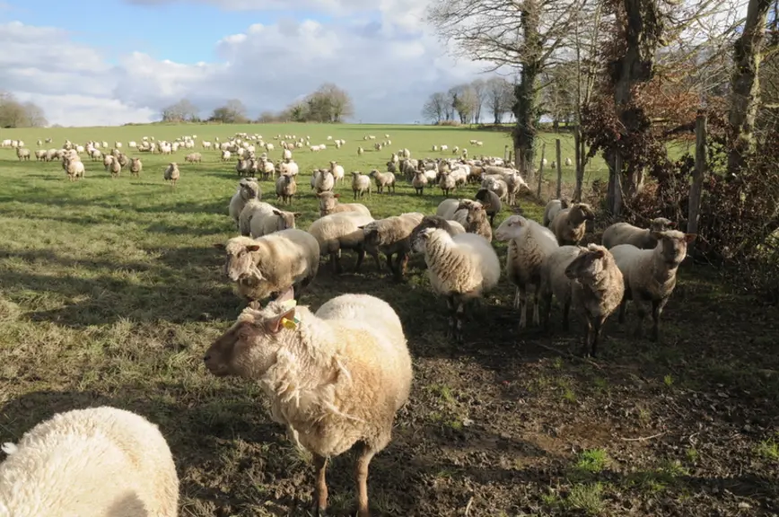 La Bretagne accueille des candidats motivés à l’installation tandis que la région Pays de la Loire devient un acteur de la production de lait de brebi